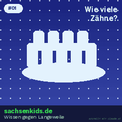 Wie viele Zähne hat ein Erwachsener?