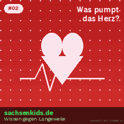 Was pumpt dein Herz durch deinen Körper?