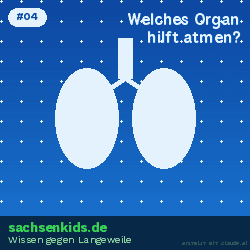 Welches Organ hilft dir zu atmen?