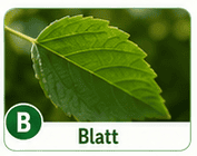 Blatt