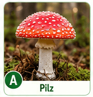 Pilz