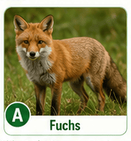 Fuchs