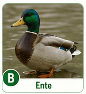 Ente