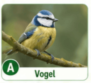 Vogel
