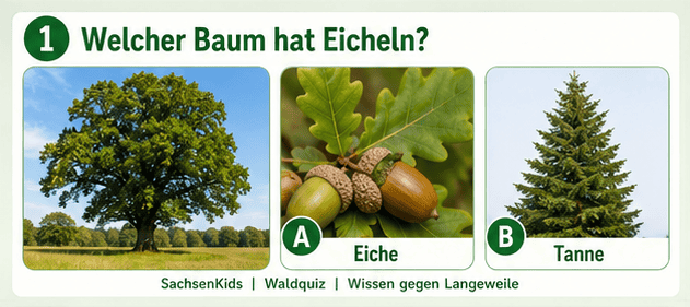 Illustration verschiedener Baumarten, Eiche und Tanne, für Kinder, Natur, Wald, SachsenKids.
