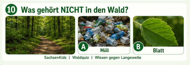 Waldquiz SachsenKids: Müll, Blatt, Weg im Wald, umweltbewusst lernen.