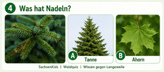 Nahaufnahme von Tannenzweigen, Tannenbaum und Ahornblatt, Naturbilder.