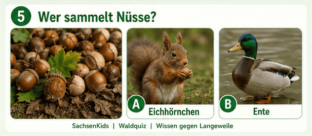 Eichhörnchen sammelt Nüsse im Wald, typische Tieraktivität in SachsenKids.
