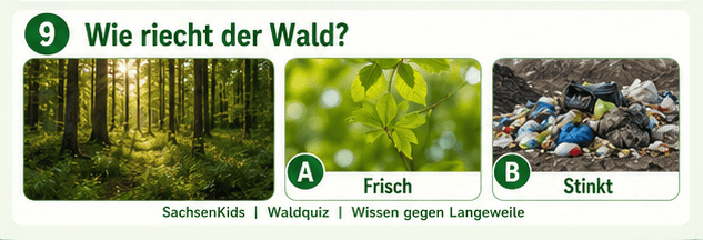 Frischer Waldgeruch mit grünen Blättern und Sonnenlicht.