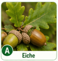 Eiche
