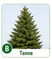 Tanne